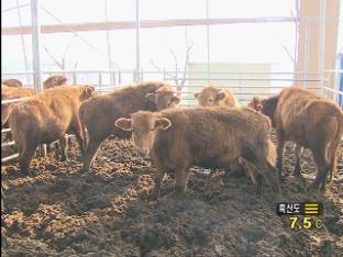 춘천도 구제역 발생…강원도 확산 ‘초비상’