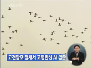 고천암호 철새서 고병원성 AI 검출