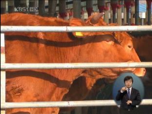 구제역 충주까지 확산…충청권 비상
