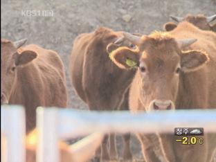 구제역 위기경보 최고 단계 ‘심각’