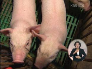 당진·음성·안성 구제역, 매몰 가축 95만마리