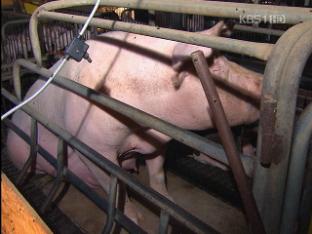 충남북 구제역 확산…돼지에도 백신 접종
