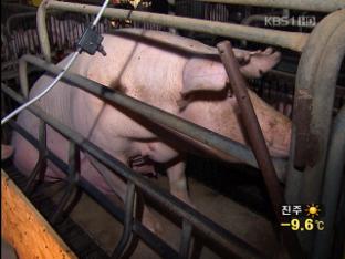 충청 구제역 확산…돼지에도 예방 백신