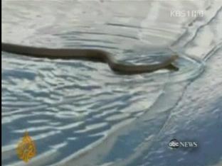 호주 퀸즐랜드, 뱀과 악어까지 출몰