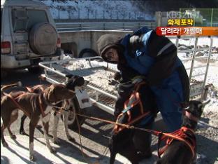 [화제포착] 설원을 달린다! 개썰매 타고 무한질주