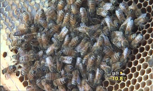 한파에 꿀벌도 폐사…양봉농가 피해 속출