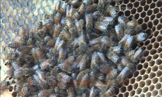 한파에 꿀벌 집단 폐사…양봉 농가도 피해