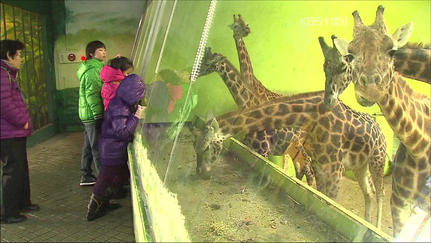 서울동물원 재개장 “유리창 너머로 보세요”