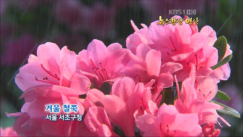 [뉴스광장 영상] 겨울 철쭉