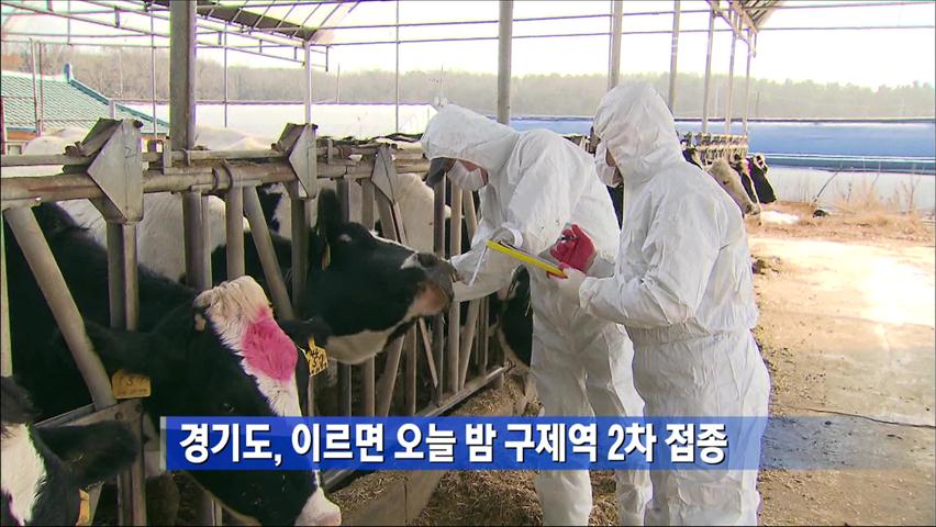 경기도, 이르면 오늘 밤 구제역 2차 접종