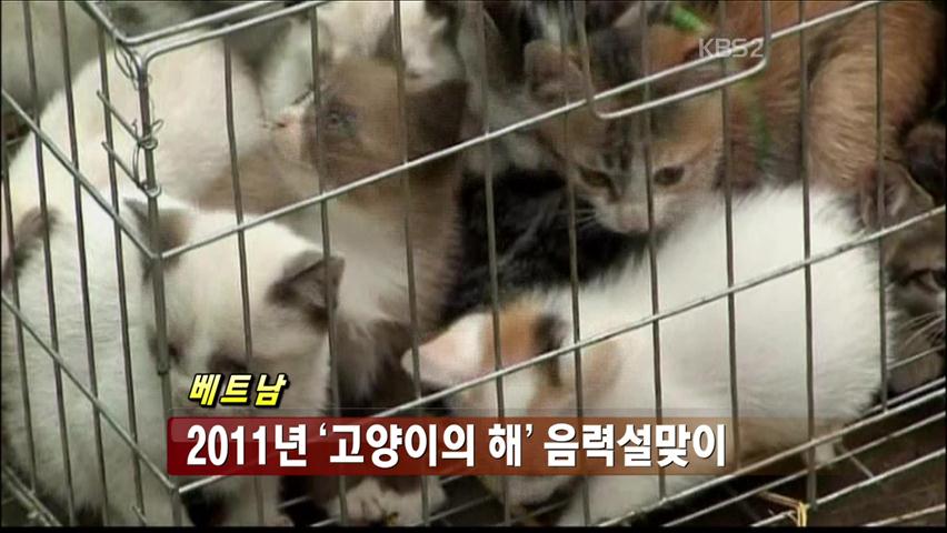 [화제뉴스] 2011년 고양이의 해 음력 설맞이