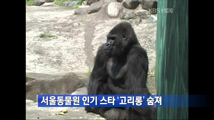 서울동물원 인기 스타 ‘고리롱’ 숨져