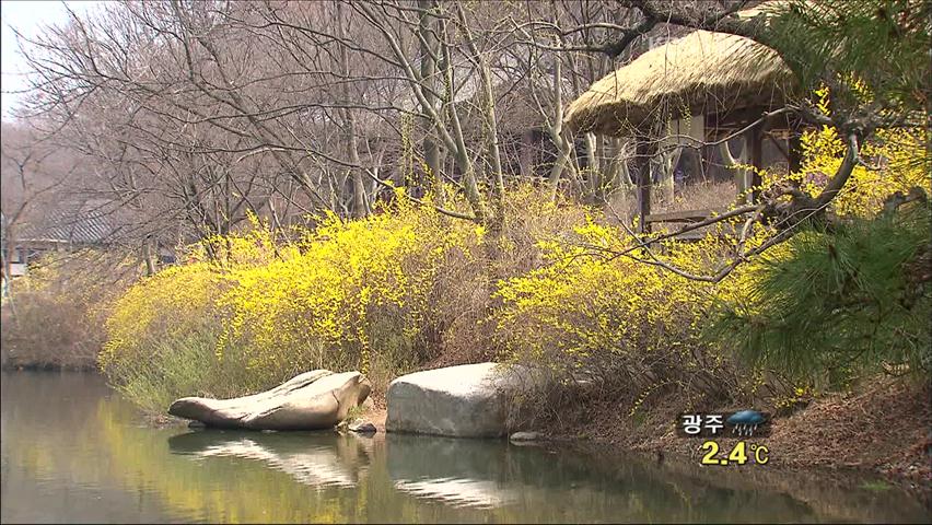 개나리, 오는 13일 제주부터 개화