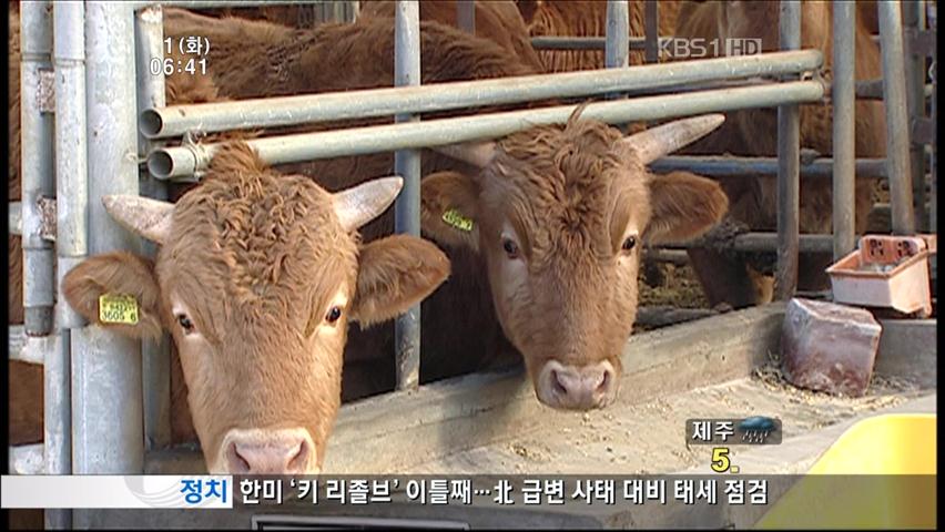 정부-학계, 구제역 유입 경로 논란 가열