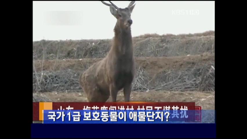 국가 1급 보호동물이 애물단지?