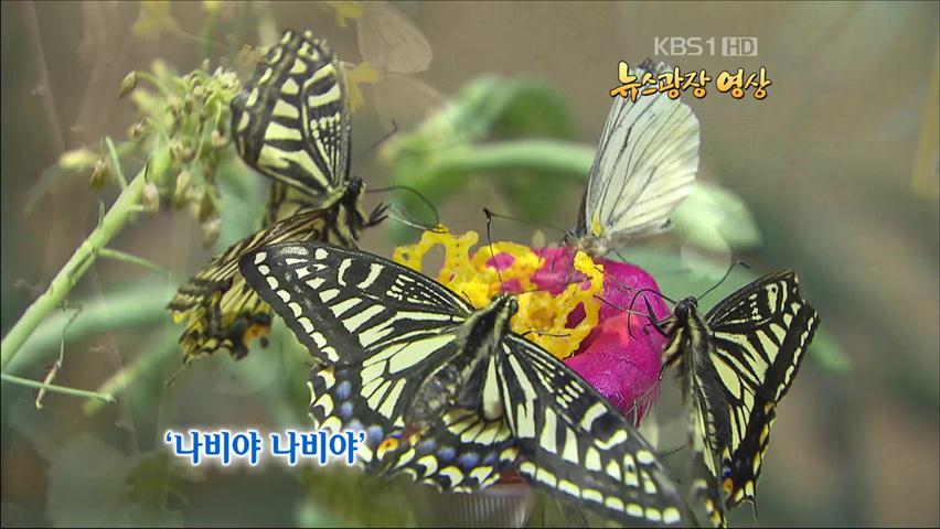 [뉴스광장 영상] ‘나비야 나비야’