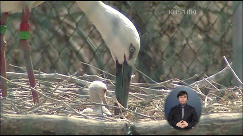 사육장 포화 상태…황새도 ‘산아 제한’