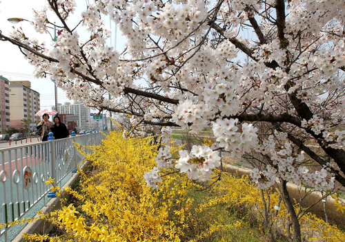 벚꽃·개나리 만개 ‘봄이 왔어요!’