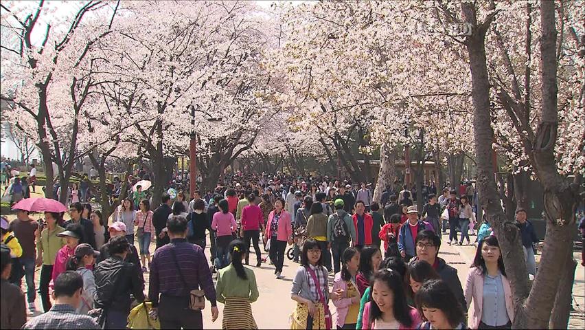 봄꽃 ‘절정’…벚꽃 명소마다 상춘객 북적