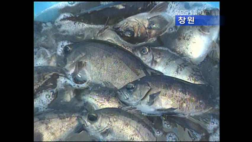 수입 중단, 국내산 참돔 ‘고공행진’