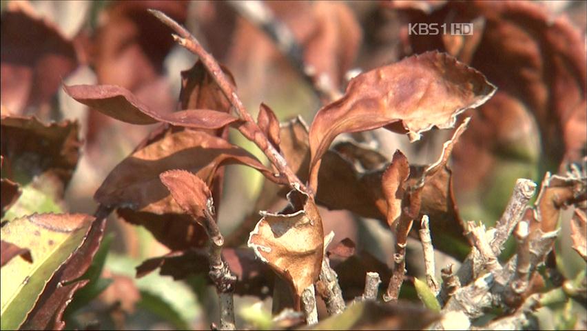 곡우 햇차 수확 시작…재배농민 ‘한숨’