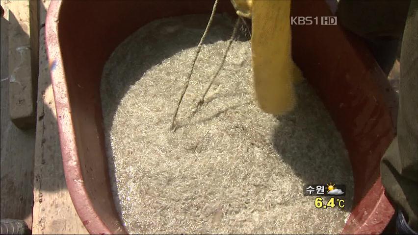 봄철 별미 실치잡이 한창