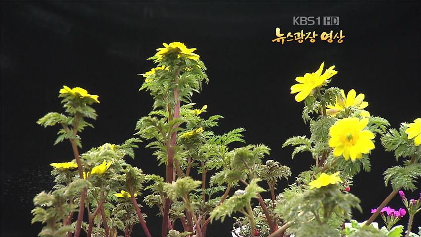 [뉴스광장 영상] 복수초