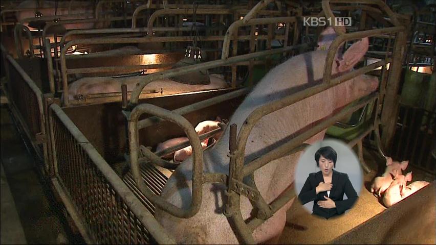 경북 영천서 구제역 ‘재확산 불안감’