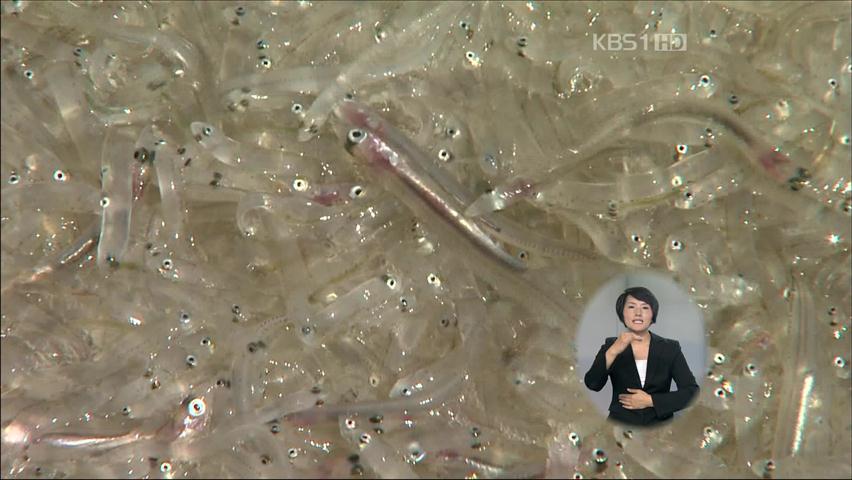 제철 만난 ‘실치 잡이’ 한창