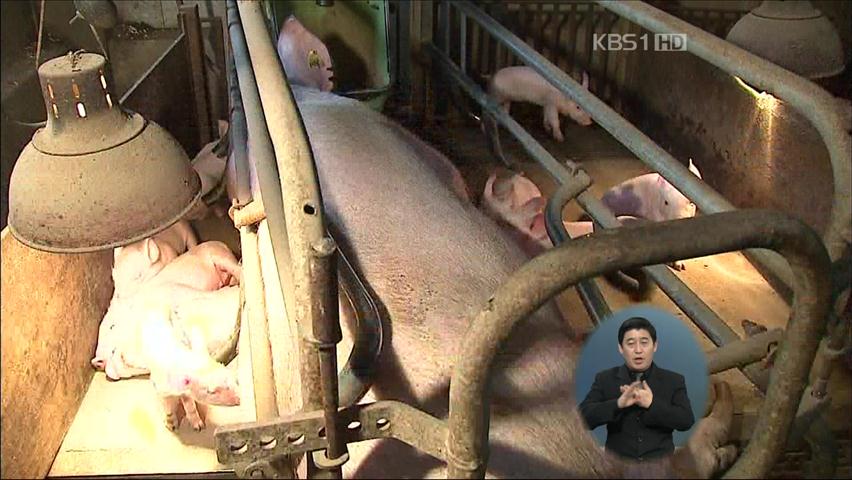 영천서 구제역 또 발생…경보 단계 격상 검토
