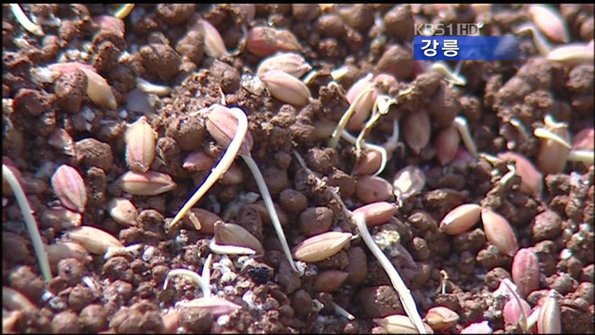 불량볍씨에 애타는 농심