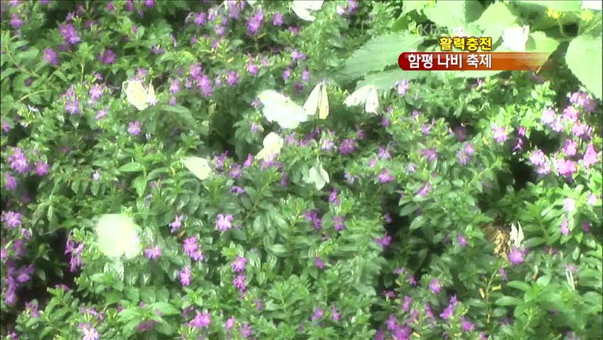 [활력충전] 10만 마리 나비 향연! 함평 나비 축제!