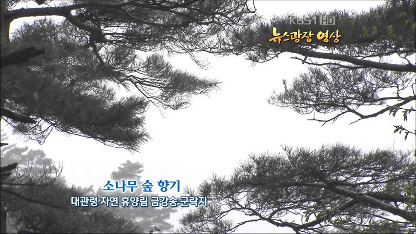 [뉴스광장 영상] 소나무 숲 향기