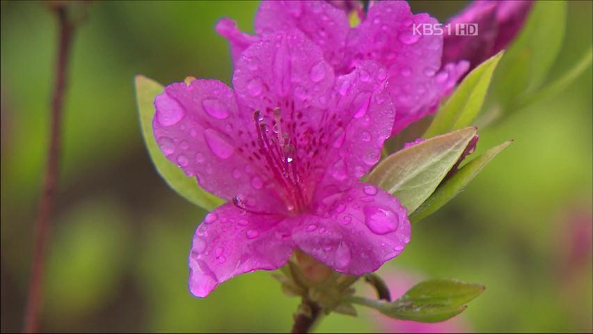 [뉴스광장 영상] 비와 나무