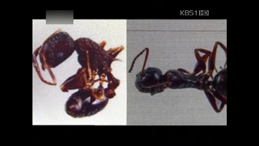 오가사와라 제도에서 신종 개미 확인