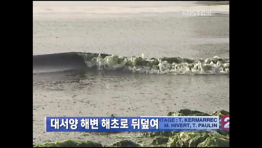 대서양 해변 해초로 뒤덮여
