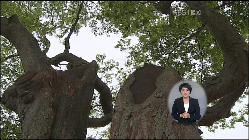 450년 된 명물 ‘부부 느티나무’