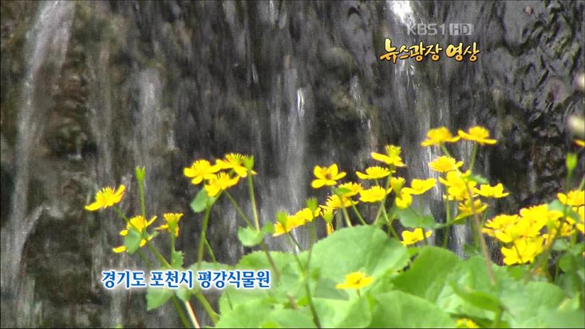 [뉴스광장 영상] 경기도 포천시 ‘평강식물원’