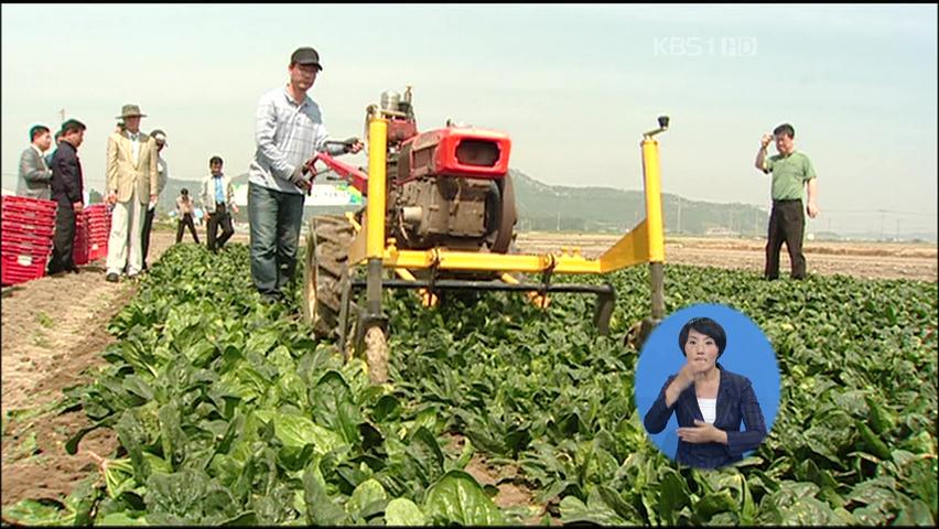 시금치 재배도 기계화…일손 절감 기대