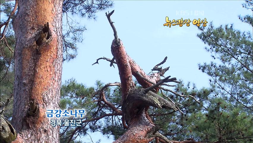 [뉴스광장 영상] 금강소나무