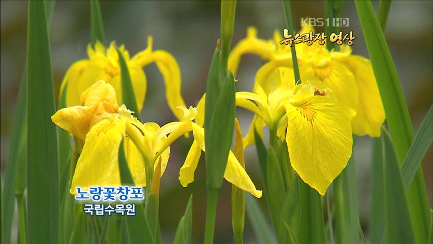 [뉴스광장 영상] 노랑꽃창포 