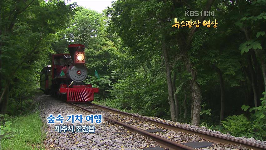 [뉴스광장 영상] 숲속 기차 여행
