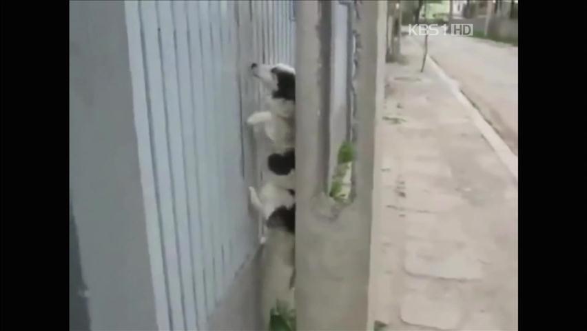 [세상의 창] ‘이 강아지가 집에 들어가는 법’ 外
