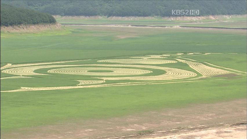 소양호 귀리밭 대형 무늬 ‘장관’