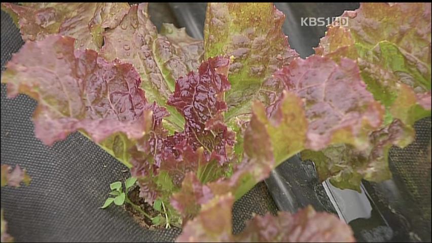 신품종 상추 개발…로열티 절감 기대