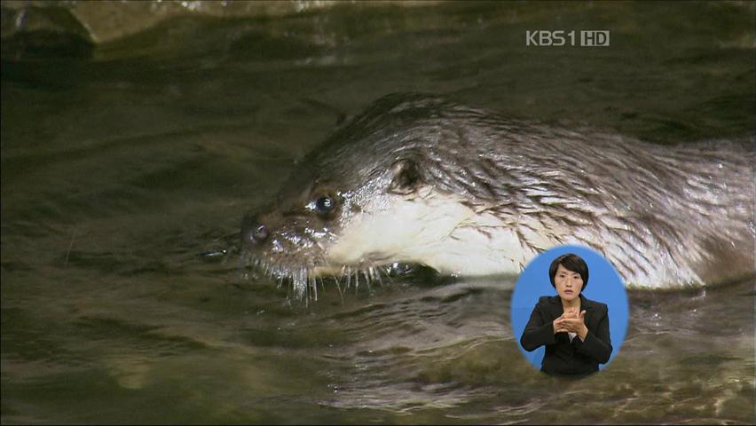 따오기·열목어도 멸종위기종