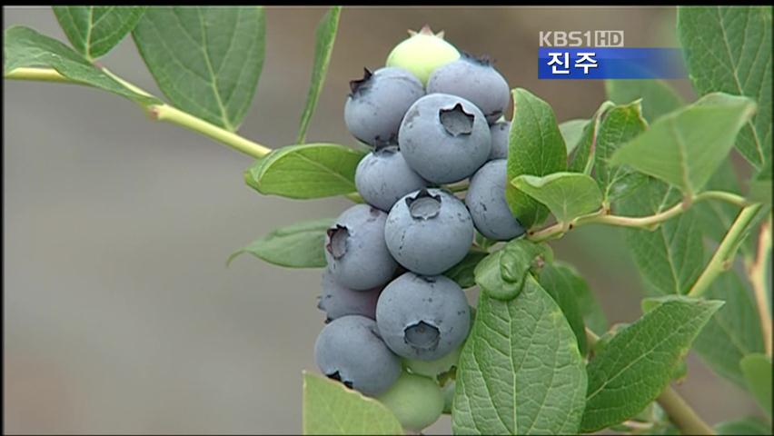 건강식품 ‘블루베리’ 수확 한창