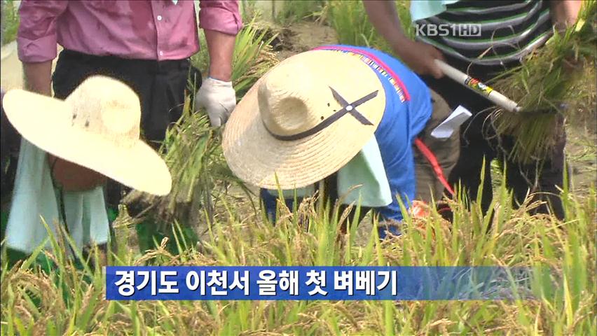 경기도 이천서 올해 첫 벼베기