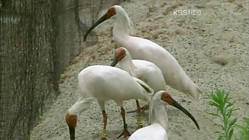 환경부, ‘멸종 위기’ 59종 새로 지정 