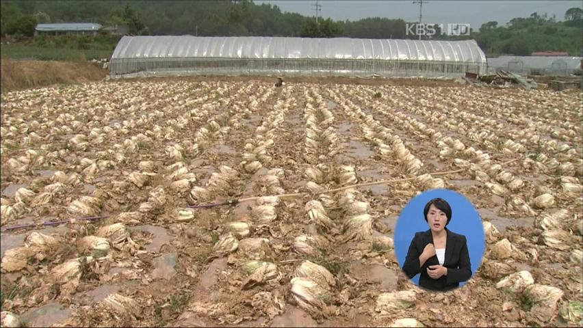 배춧값 폭락에 농사포기 농가 잇따라